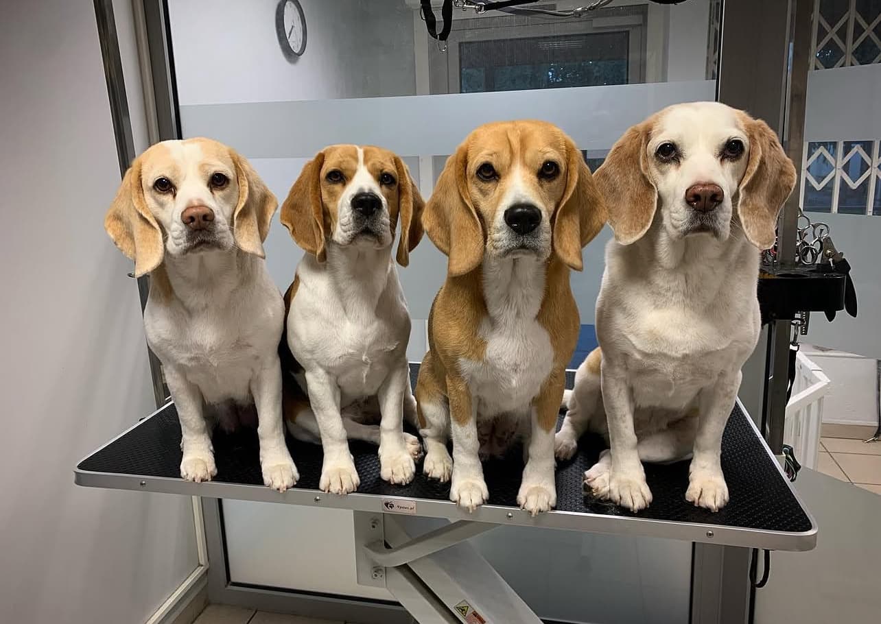 Beagle