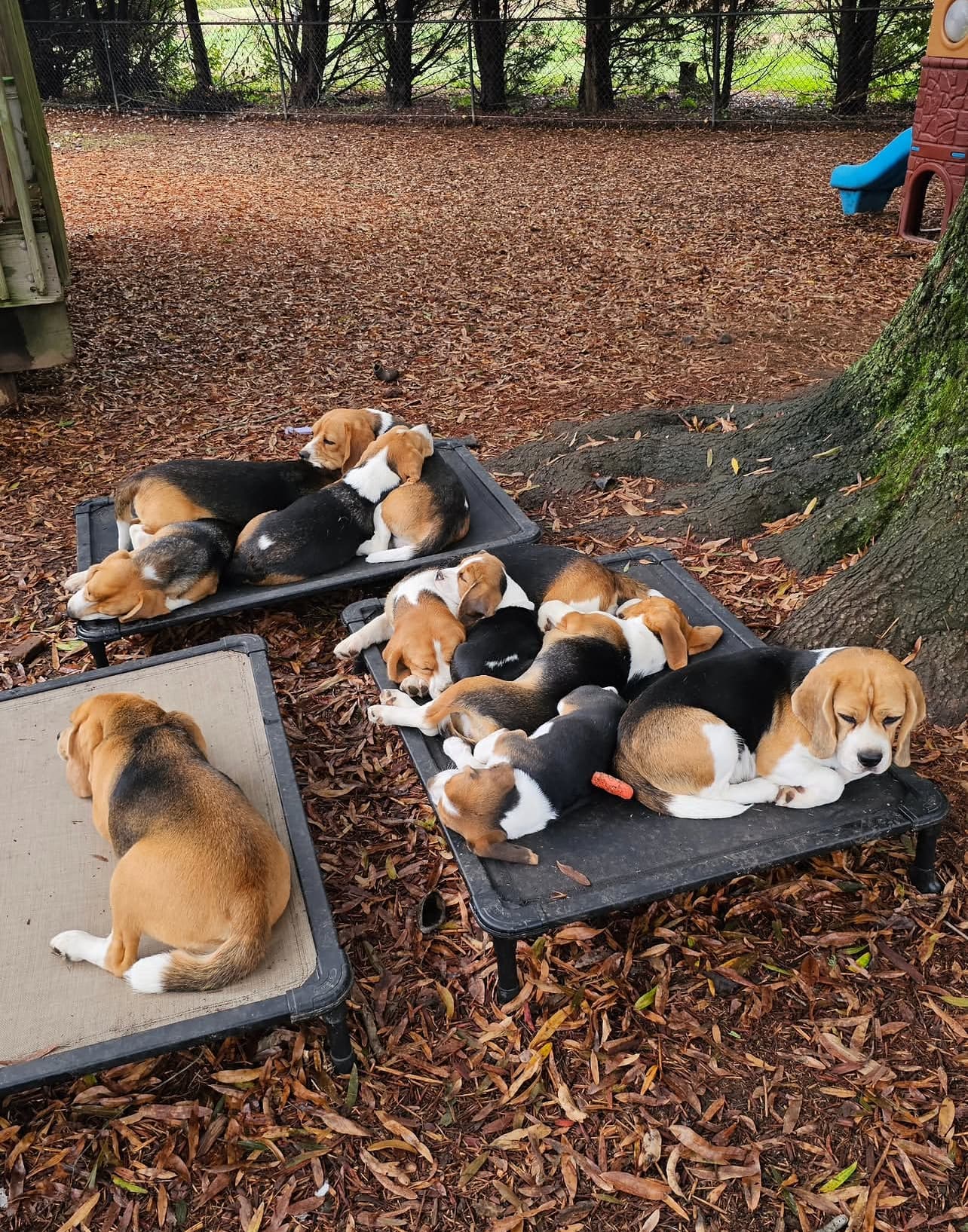 Beagle