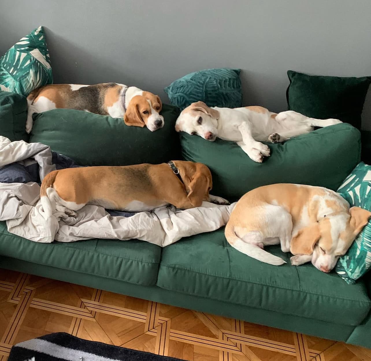 Beagle