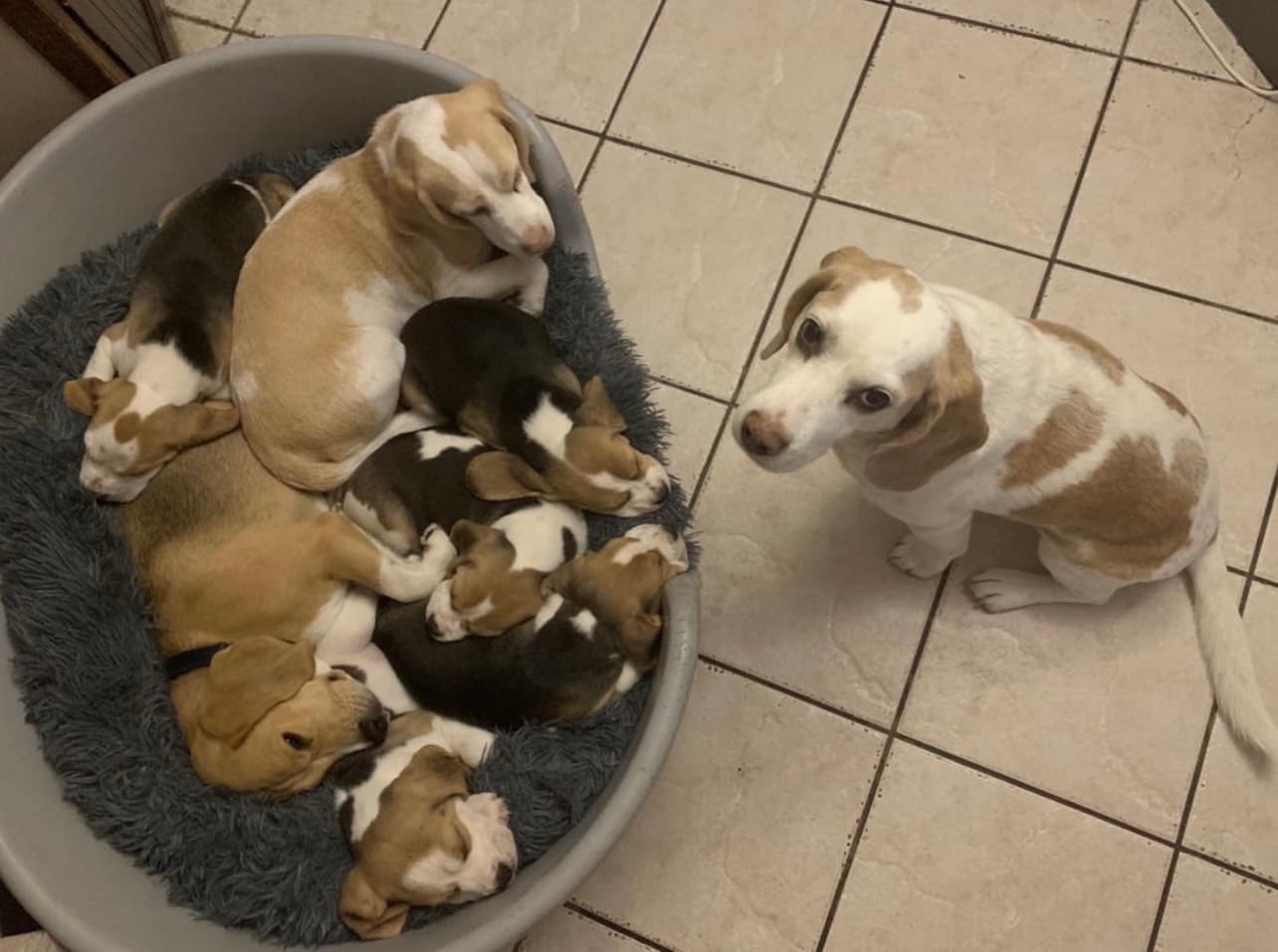 Beagle