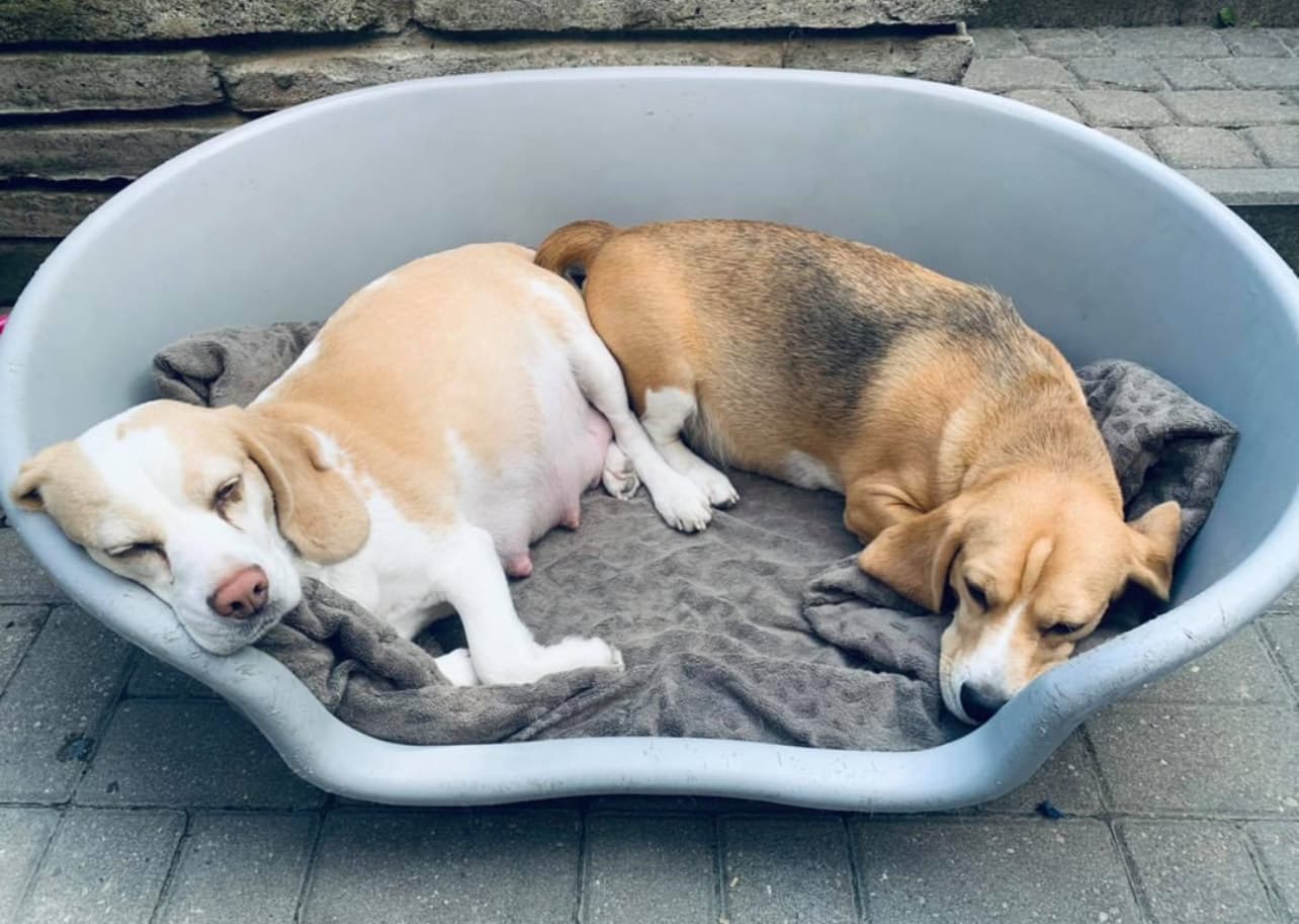 Beagle