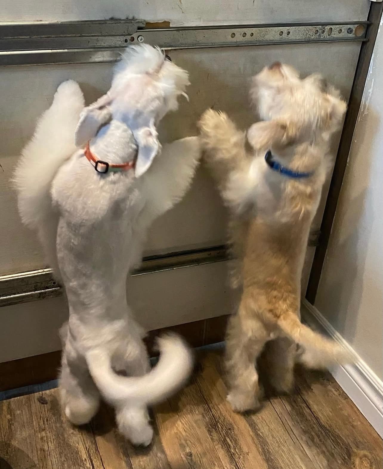 Miniature Schnauzer
