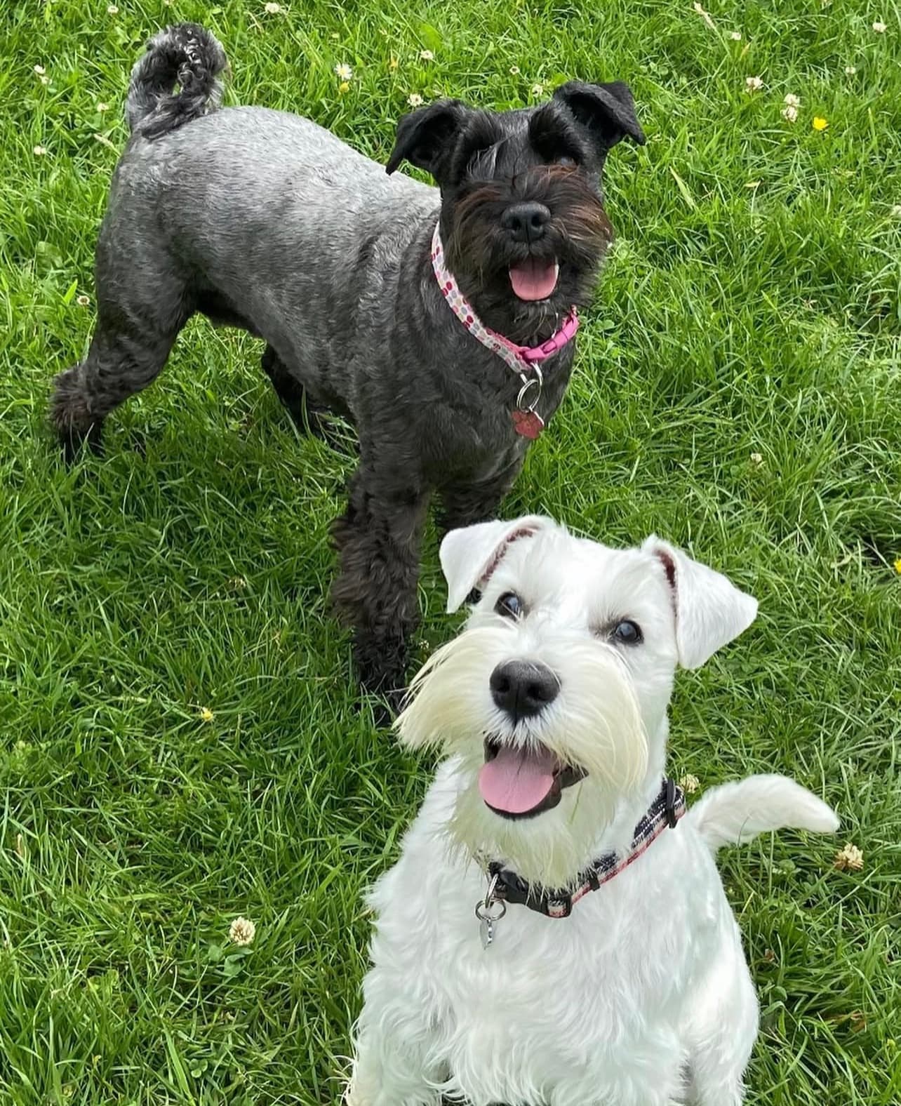 Miniature Schnauzer