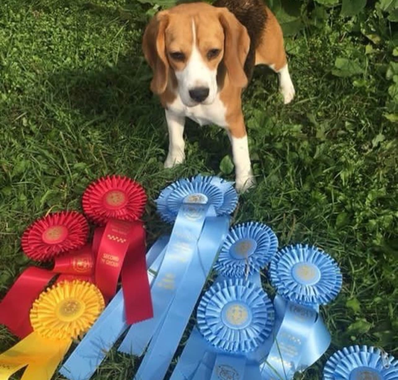 Beagle