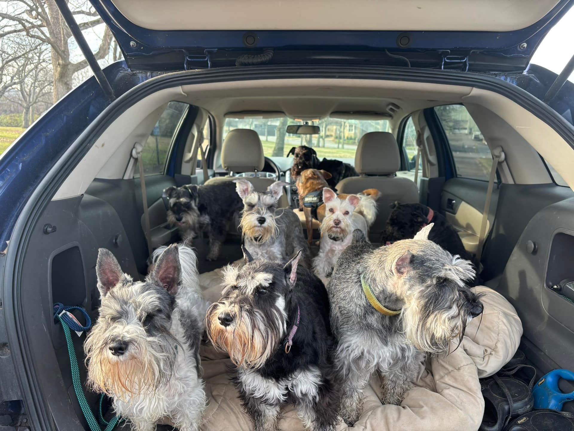 Miniature Schnauzer