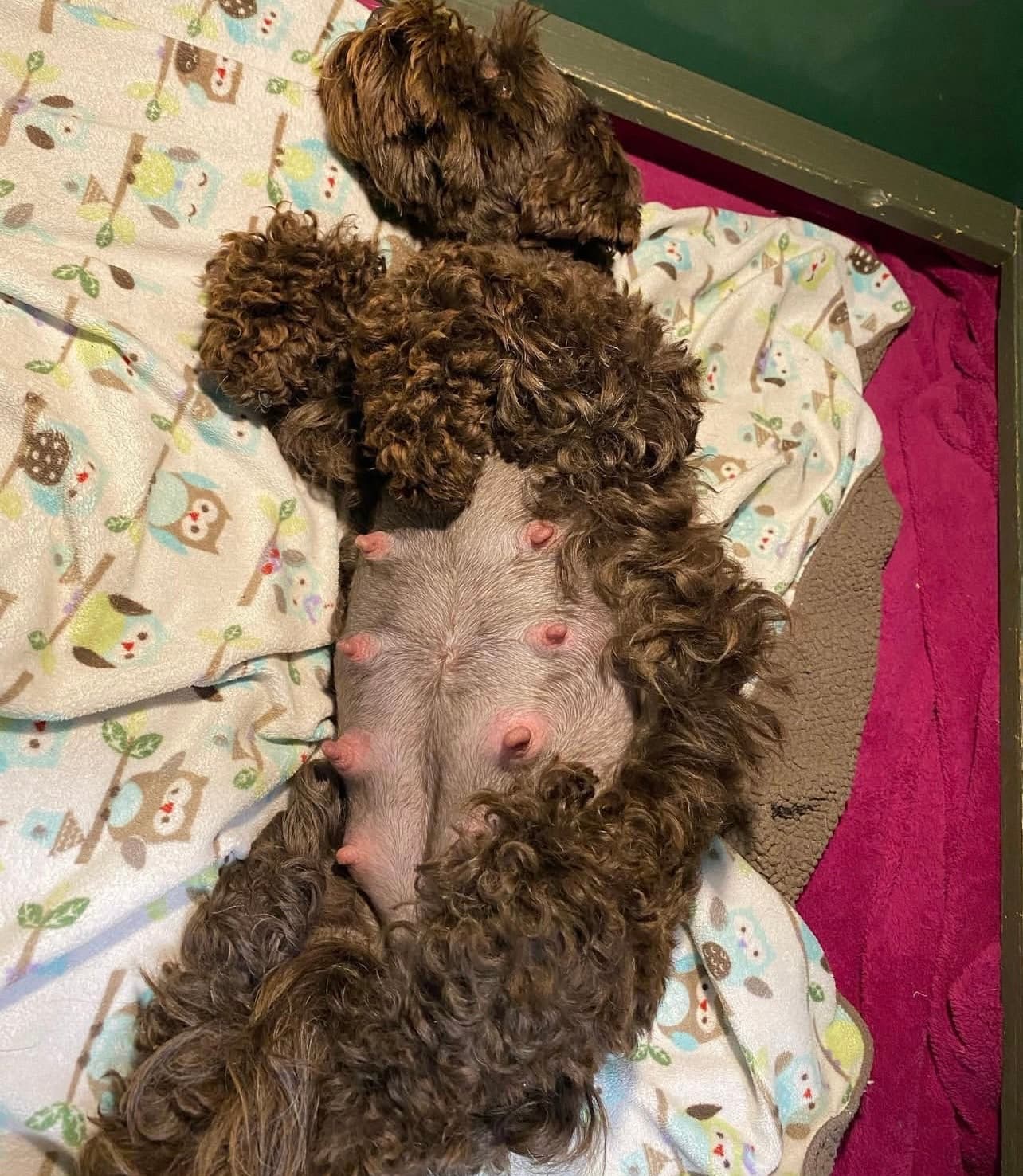 Miniature Schnauzer