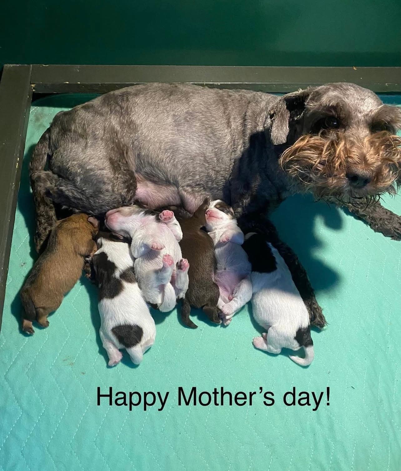 Miniature Schnauzer