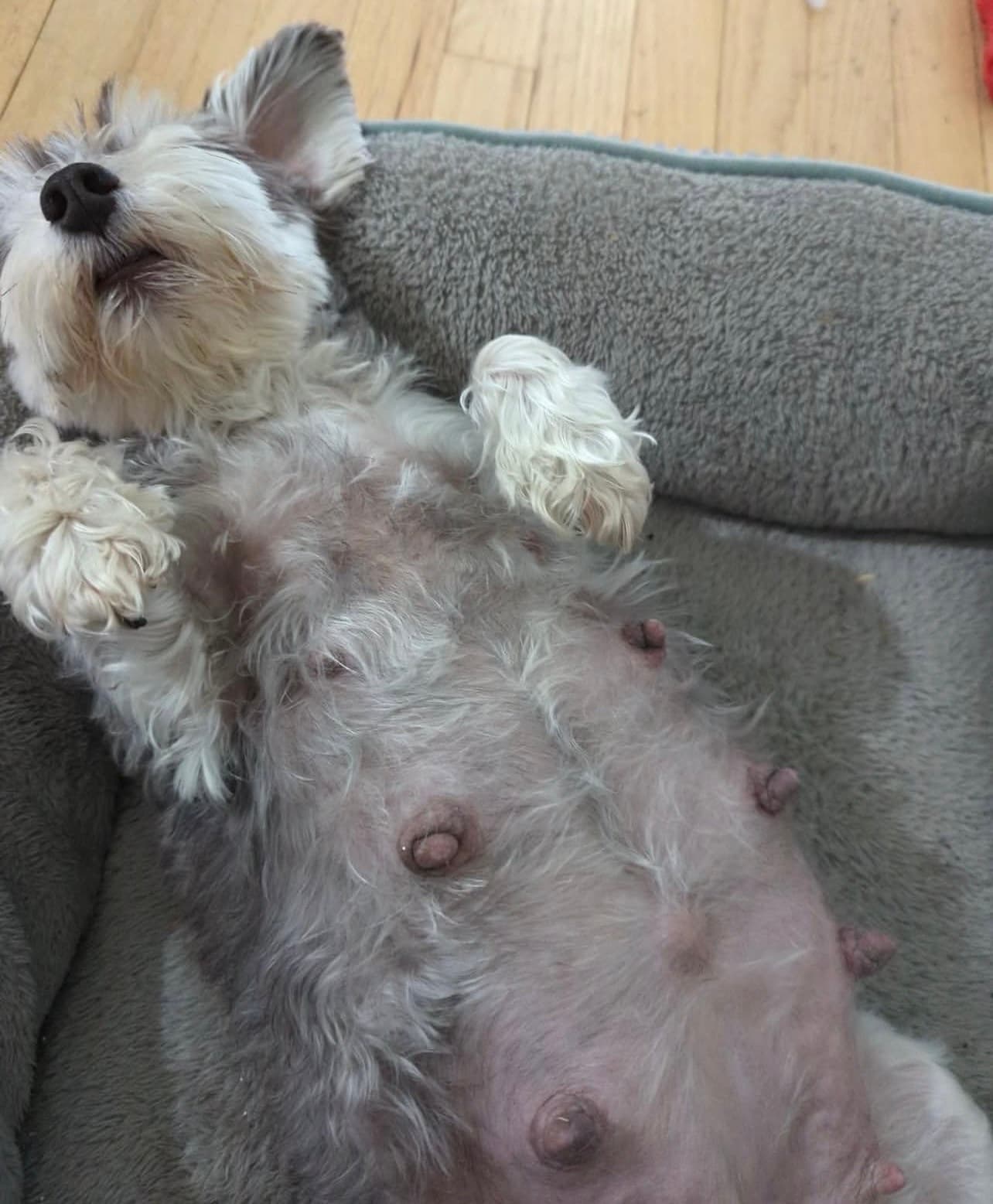 Miniature Schnauzer