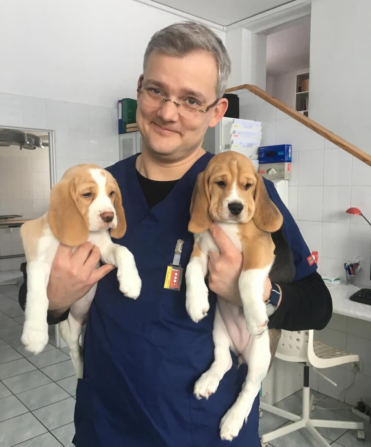 Beagle